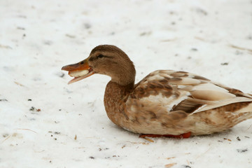 duck in water