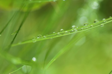 raindrops on the grass. Stalks of grass with drops of water on a blurred green plant background. Grass after the rain. Green nature background. Lawn closeup in raindrops. 