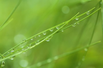 raindrops on the grass. Stalks of grass with drops of water on a blurred green plant background. Grass after the rain. Green nature background. Lawn closeup in raindrops. Natural freshness.