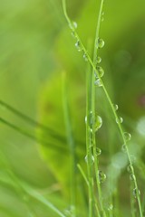  Stalks of grass with drops of water on a blurred green plant background. Grass after the rain. Green nature background. Lawn closeup in raindrops. Natural freshness.
