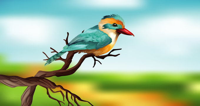 Blue bird on wooden branch with sky background