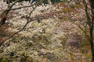 The scenery of cherry blossoms on Mt. Yoshino in Nara,japan.