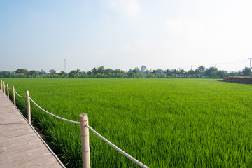 Beautiful view of jasmine rice field and blue sky from bamboo walkway.
