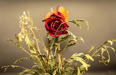 Dried rose with grass around