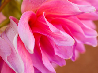 Closeup of Dhalia garden flower bloom in outdoor soft natural light
