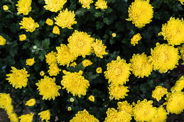 Yellow Tet flowers (marigold) in the traditional Tet holiday (Lunar new year) in Vietnam, Asia
