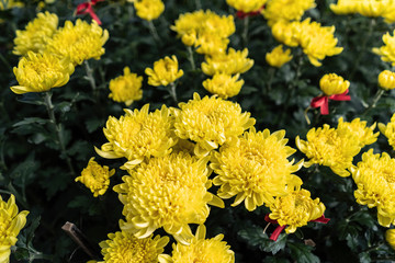 Yellow Tet flowers (marigold) in the traditional Tet holiday (Lunar new year) in Vietnam, Asia