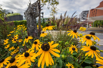 yellow flower growing in garden