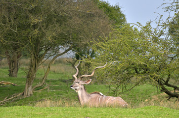 Kudu in grassland, Tragelaphus strepsiceros, 