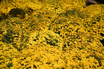 background with bright daisy flower in spring and time of new year