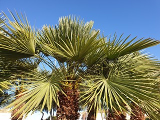 palm 