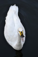 Swan with water drops