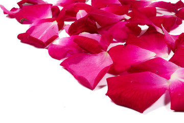 Red rose petals Isolated on white background