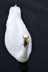 Swan with water drops
