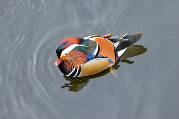 Mardarinka duck in water