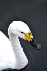Swan with water drops