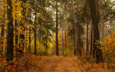 Traveling along forest roads. Autumn colors adorned the trees. Light fog creates fabulous scenes.