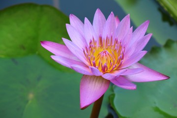 Pink lotus blooming with green leaf and water background in the morning.  Nature concept.
