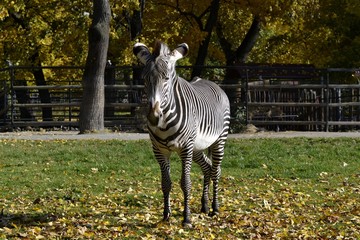Zebra on a walk in the morning