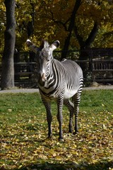 Zebra on a walk in the morning