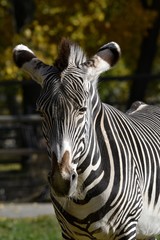 Fototapeta na wymiar Zebra on a walk in the morning