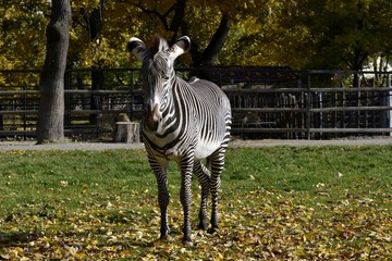 Zebra on a walk in the morning