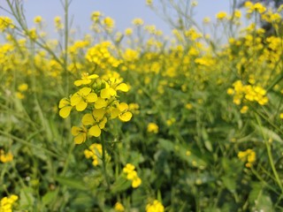 flower of mustard oil in the agricultural field with open sky