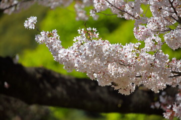桜