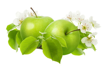 Two green ripe juicy Apple fruit with leaves and flowers on branches isolated on white background
