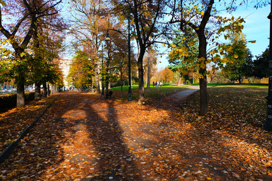 Autunno coloratissimo in un parco di Torino con l'ombra gigantesca dei rami di un albero spoglio.sca