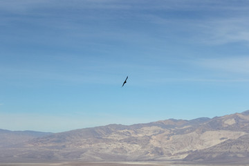 raven flying in blue sky of Death Valley National Park, California