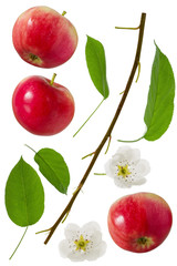 Red Apple whole set with green leaf, flower and branch isolated on white background as package design element