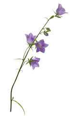 Small purple bell flower on stem with green leaves isolated on white background, vertical
