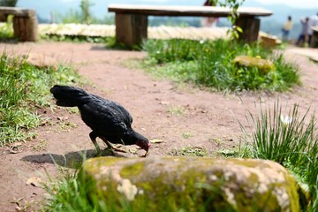 Black chicken eating food on the grass floor. Farming & Pet, Mon Jam Mountain, Chiang Mai Thailand 