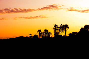 Naklejka na ściany i meble An African sunset with palm trees in the Okavango Delta in Botswana.
