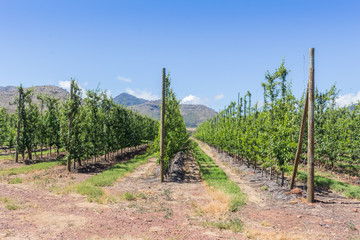 Fototapeta na wymiar Young apple trees in the summer planted in rows in the Langkloof, South Africa