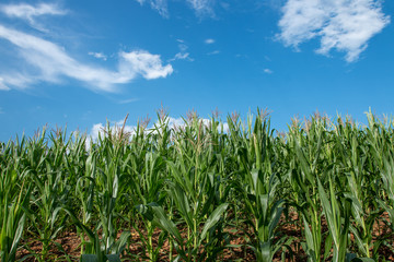Fototapeta premium Fresh green corn orchard on a bright blue sky day