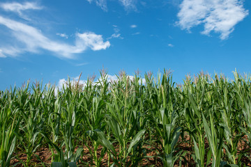 Fresh green corn orchard on a bright blue sky day
