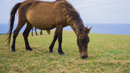 与那国馬