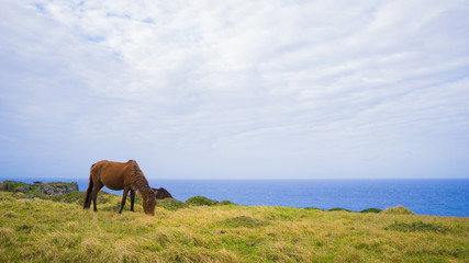 与那国馬