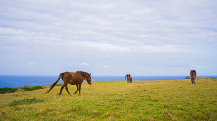 与那国馬
