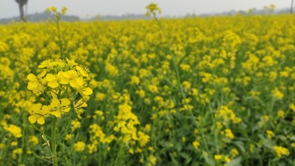 flower of mustard oil in the agricultural field with open sky