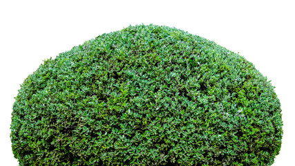 Green bushes isolated on a white background.