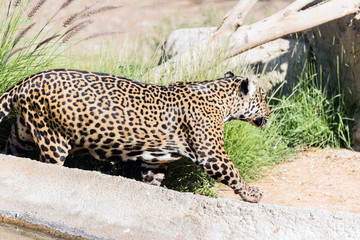 Wild Animal Jaguar in Dry Woodland