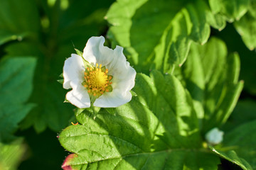 White flower of strawberries.