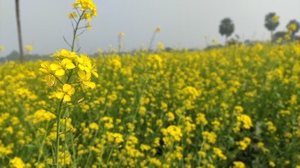 Obraz premium flower of mustard oil in the agricultural field with open sky