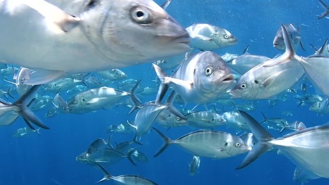 Slow-motion video of a large group Silver Trevally, Australia