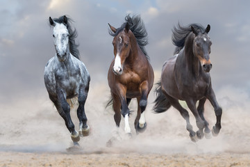 Fototapeta na wymiar Horse herd run free on desert dust against storm sky