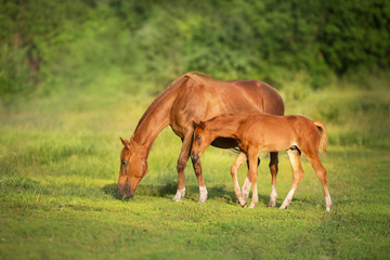 Obraz na płótnie Canvas Red mare and foal grazing on spring green meadow
