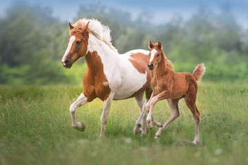Naklejka na ściany i meble Pinto mare and red foal run on spring green meadow